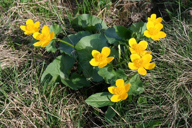 15_Sumpfdotterblume_1953