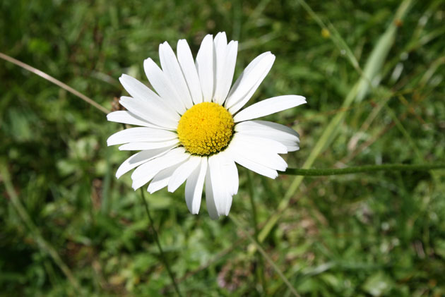 20_Alpen-Margerite_1