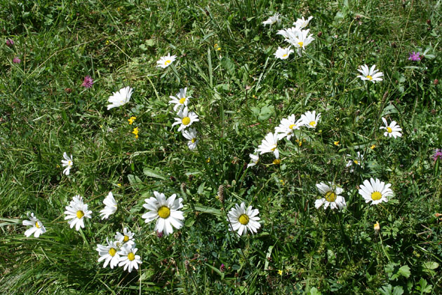 20_Alpen-Margerite_2