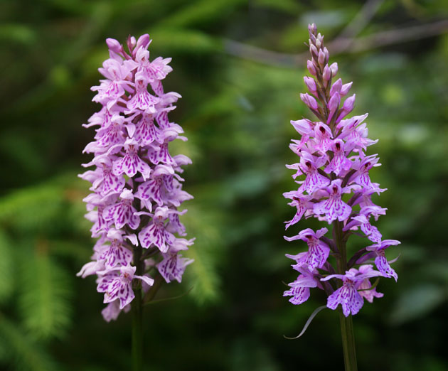 23_Knabenkraut_gefleckt