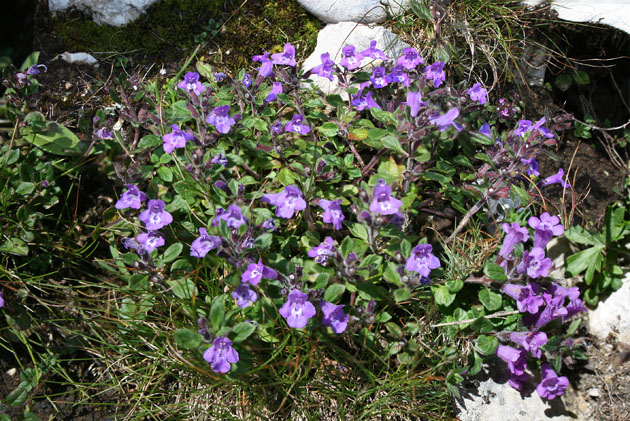 25_Alpensteinquendel