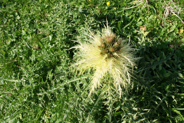 27_Alpenkratzdistel
