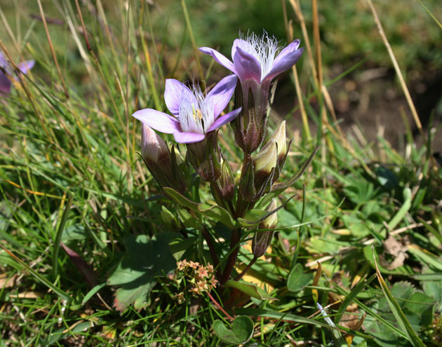 28_Deutscher_Enzian_2