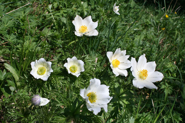 30_Alpen-Anemone_0283