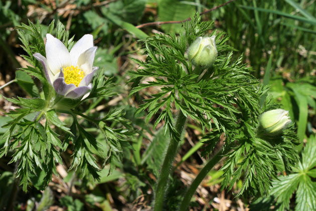 30_Alpen-Anemone_0291+95