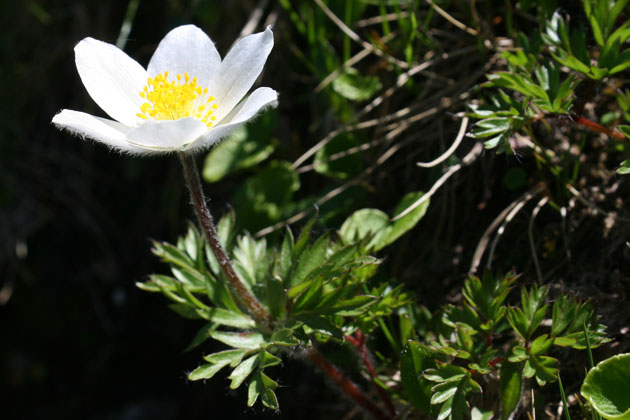 30_Alpen-Anemone_8222