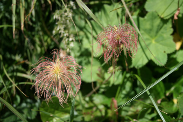 30_Alpenanemone_verblueht_1