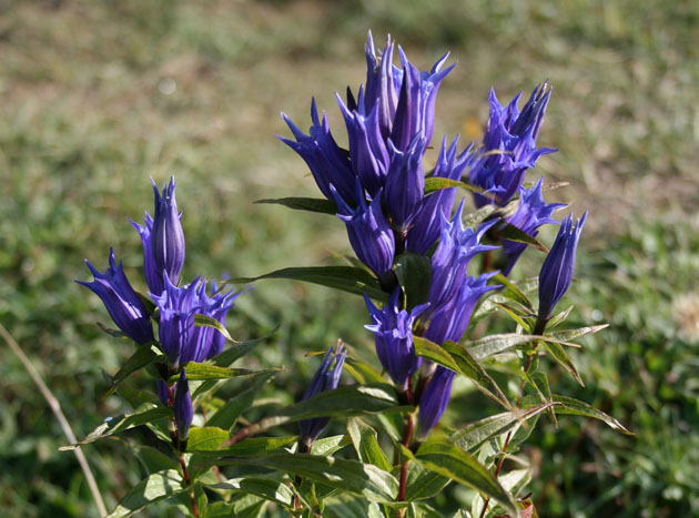 35_SchwalbenwurzEnzian_1