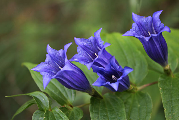 35_Schwalbenwurzenzian_2_1108