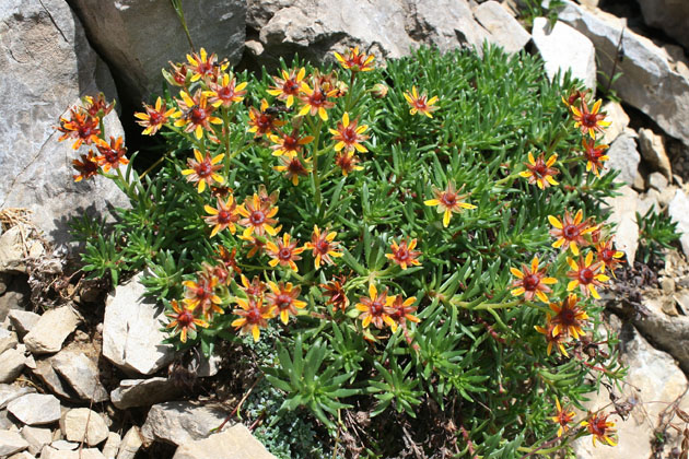 45_Fetthennen-Steinbrech