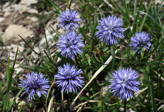 46_HerzblaettrigeKugelblume