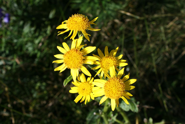 50_Alpen Greiskraut_0934