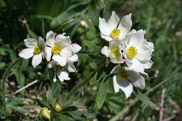 51_Narzissen-Windroeschen_1_0276+