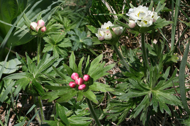 51_Narzissen-Windroeschen_2_0273+