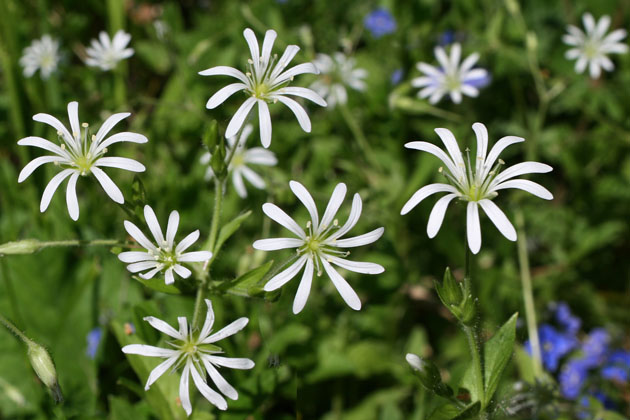 52_Hain-Sternmiere_197+204