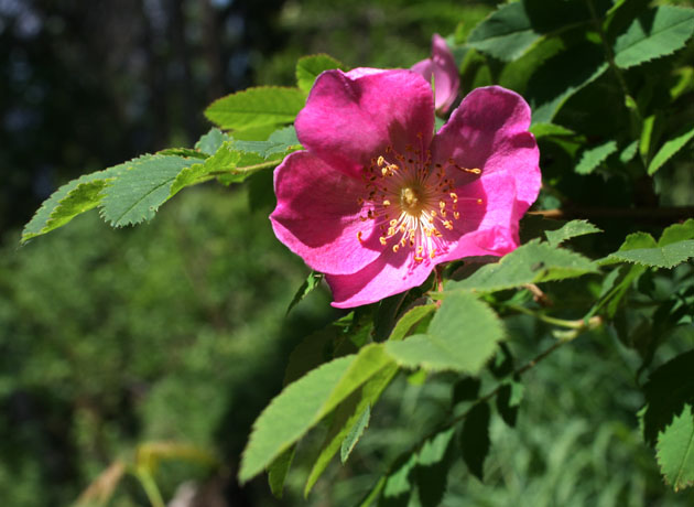 53_Alpen-Heckenrose_0224