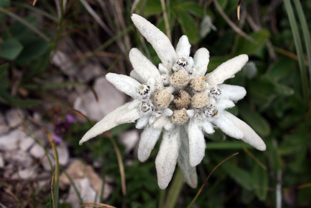 54_Edelweiss_0892