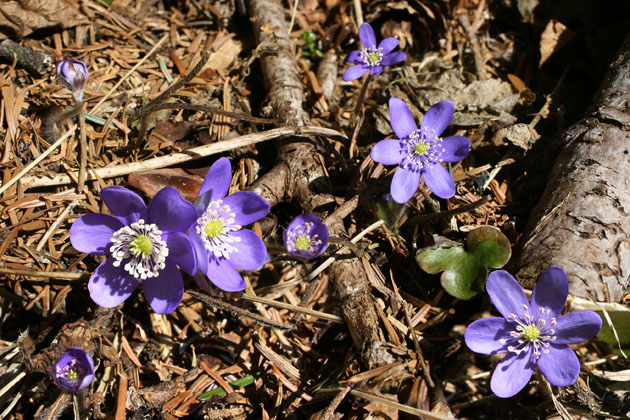 55_Leberbluemchen_1_0023+13+17+18