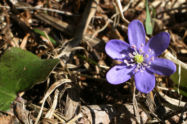 55_Leberbluemchen_2_0013