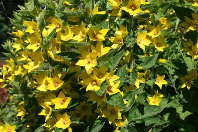 57_Gilbweiderich_1_0507