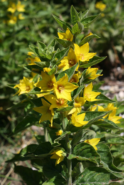 57_Gilbweiderich_2_0508