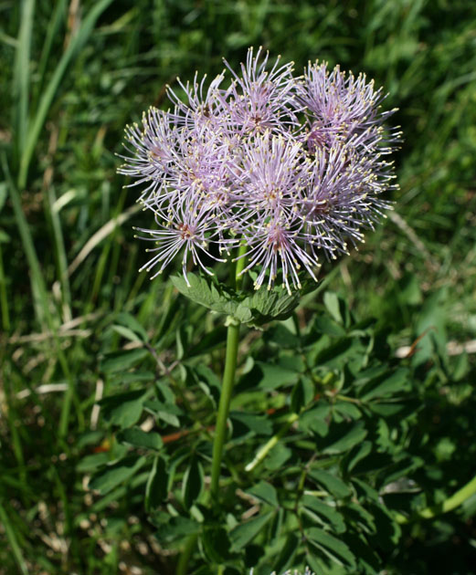 58_Akeleiblaettrige_Wiesenraute_0363