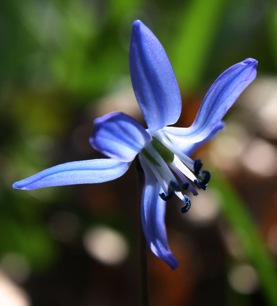 61_SibirischerBlaustern_2617