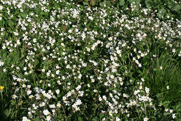 62_Eisenhutblaettriger Hahnenfuss_0386