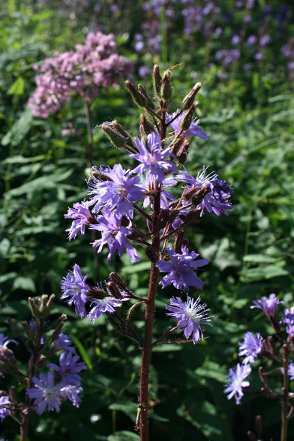 63_Alpen-Milchlattich_1_0509