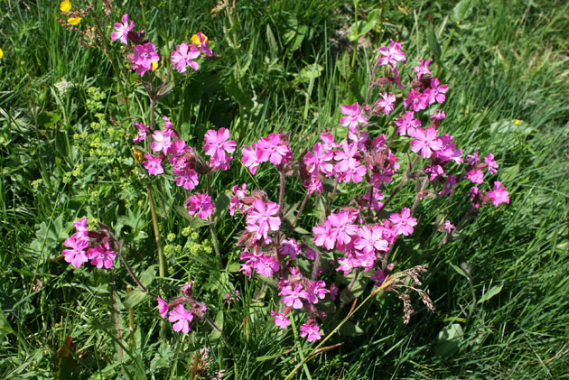 64_Rote_Lichtnelke_0306