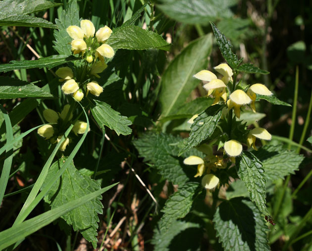 66_Berg- Goldnessel_0210+211