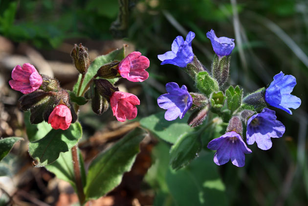 67_Lungenkraut_0243+39+47+28