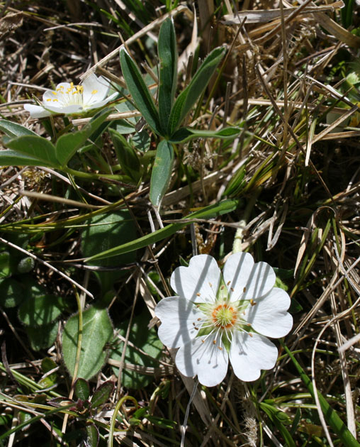 68_WeissesFingerkraut_3115