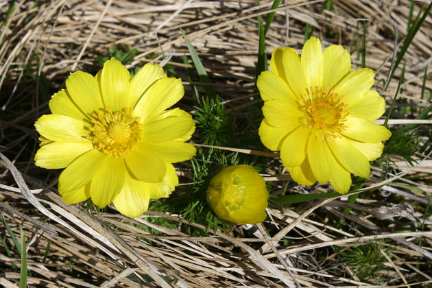 69_Fruehlings-Adonisroeschen_1_3087