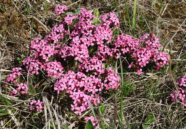 70_Rosmarin-Seidelbast_3038