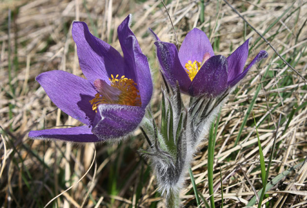 71_Finger-Kuhschelle_2_3129-34