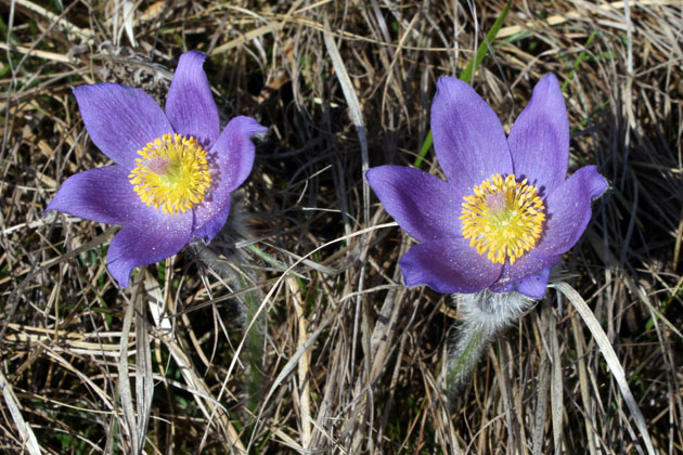 71_Finger-Kuhschelle_3_3070