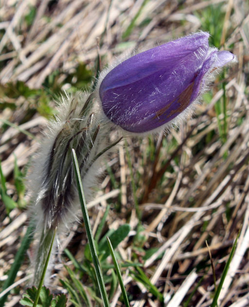 71_Finger-Kuhschelle_4_3092