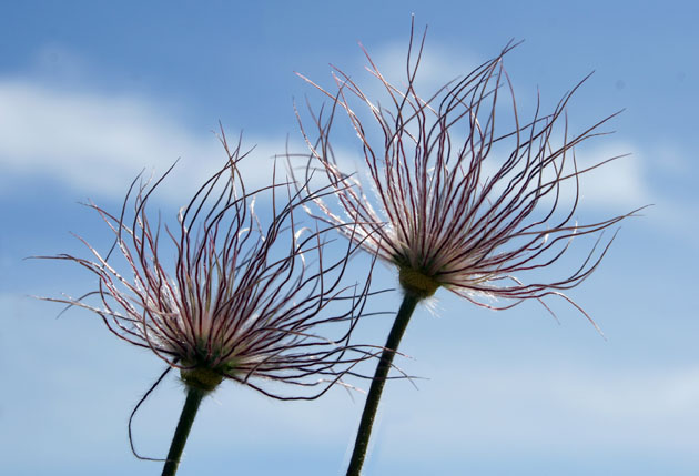 71_Finger-Kuhschelle_5_3106