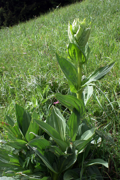 72_Weisser_Germer_1_0437