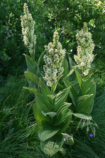 72_Weisser_Germer_2_5434