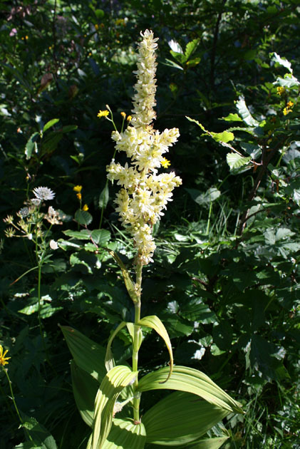 72_Weisser_Germer_3_5421