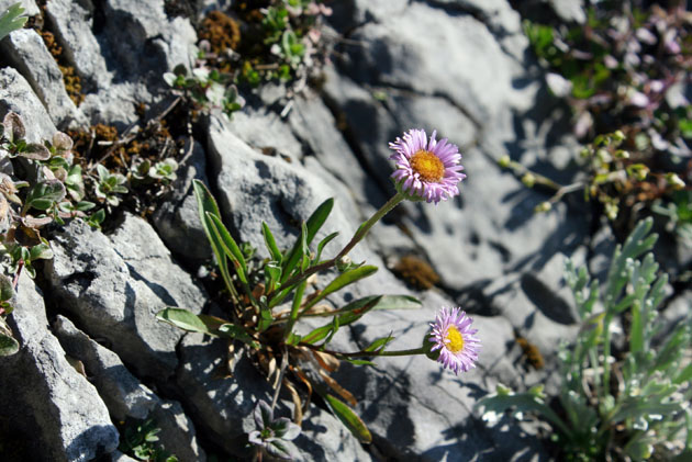 73_Einkoepfiges Berufkraut_5607