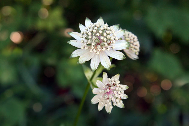 74_Grosse Sterndolde_5415