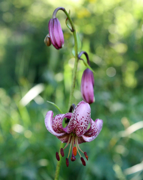 75_Tuerkenbund_2_5404