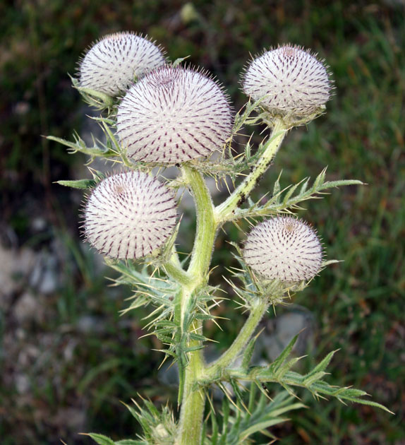 77_Wollkopf-Kratzdistel_5500