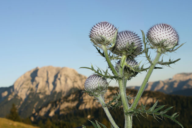 77_Wollkopf-Kratzdistel_5507