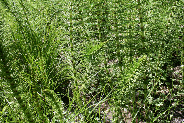 78_Riesen- Schachtelhalm_0189