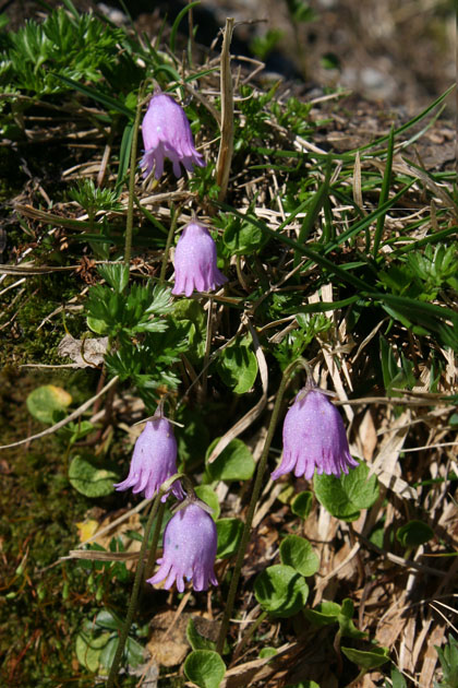 79_Alpengloeckchen_1_8181+