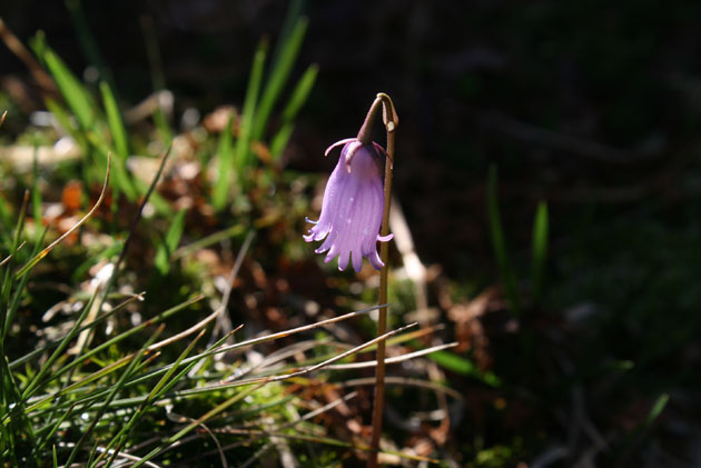 79_Alpengloeckchen_2_8161